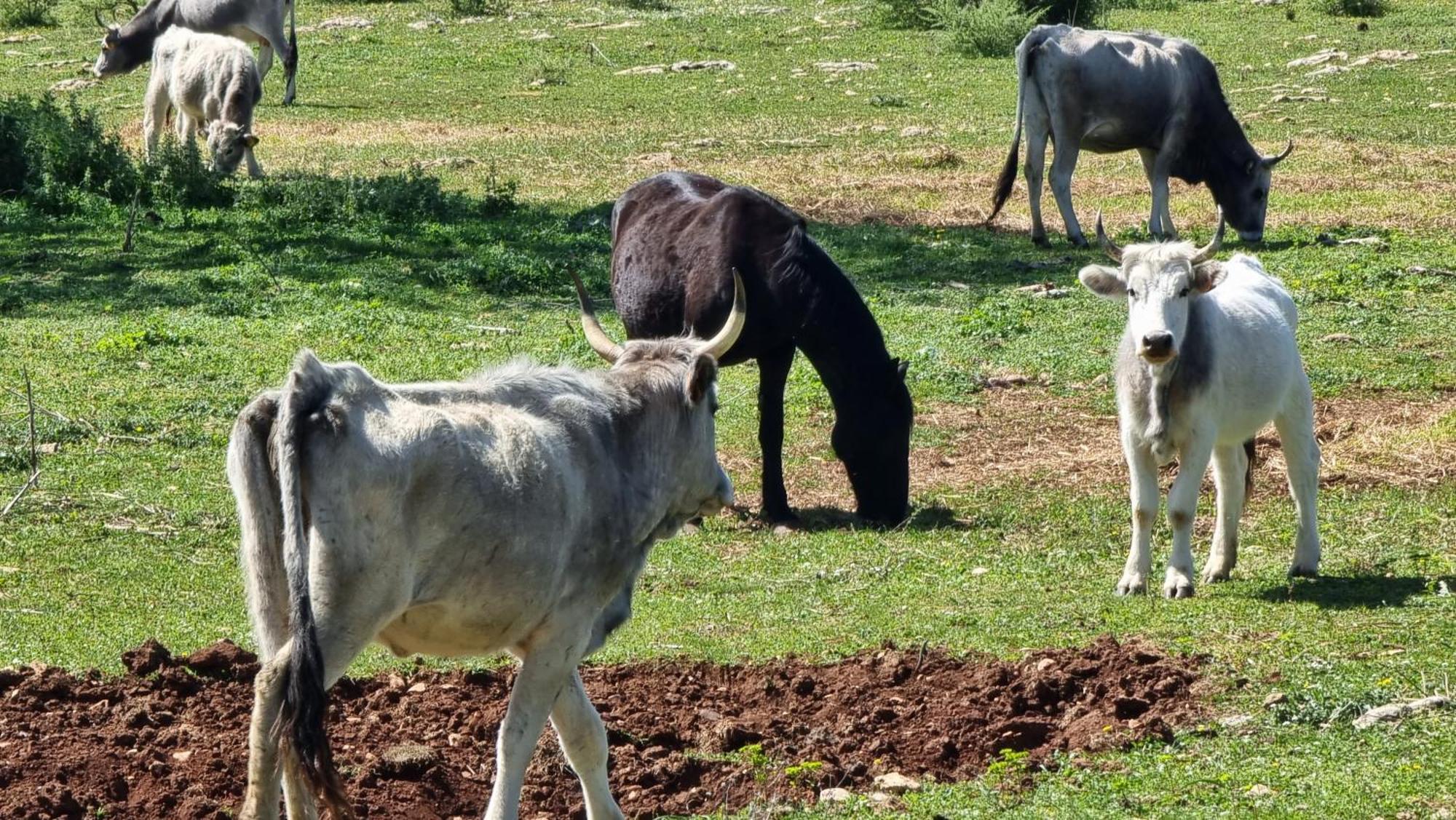 Séjour à la ferme Iazzo Scagno *