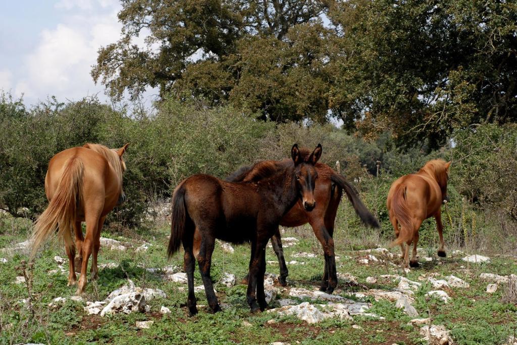 Iazzo Scagno Séjour à la ferme