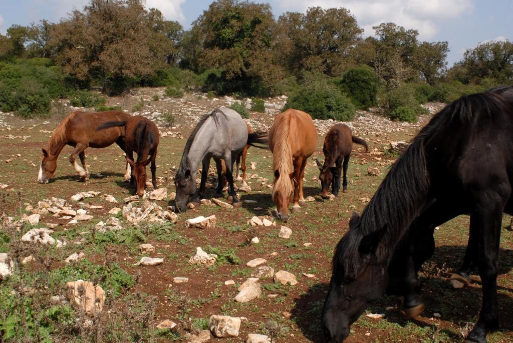 Séjour à la ferme Iazzo Scagno *
